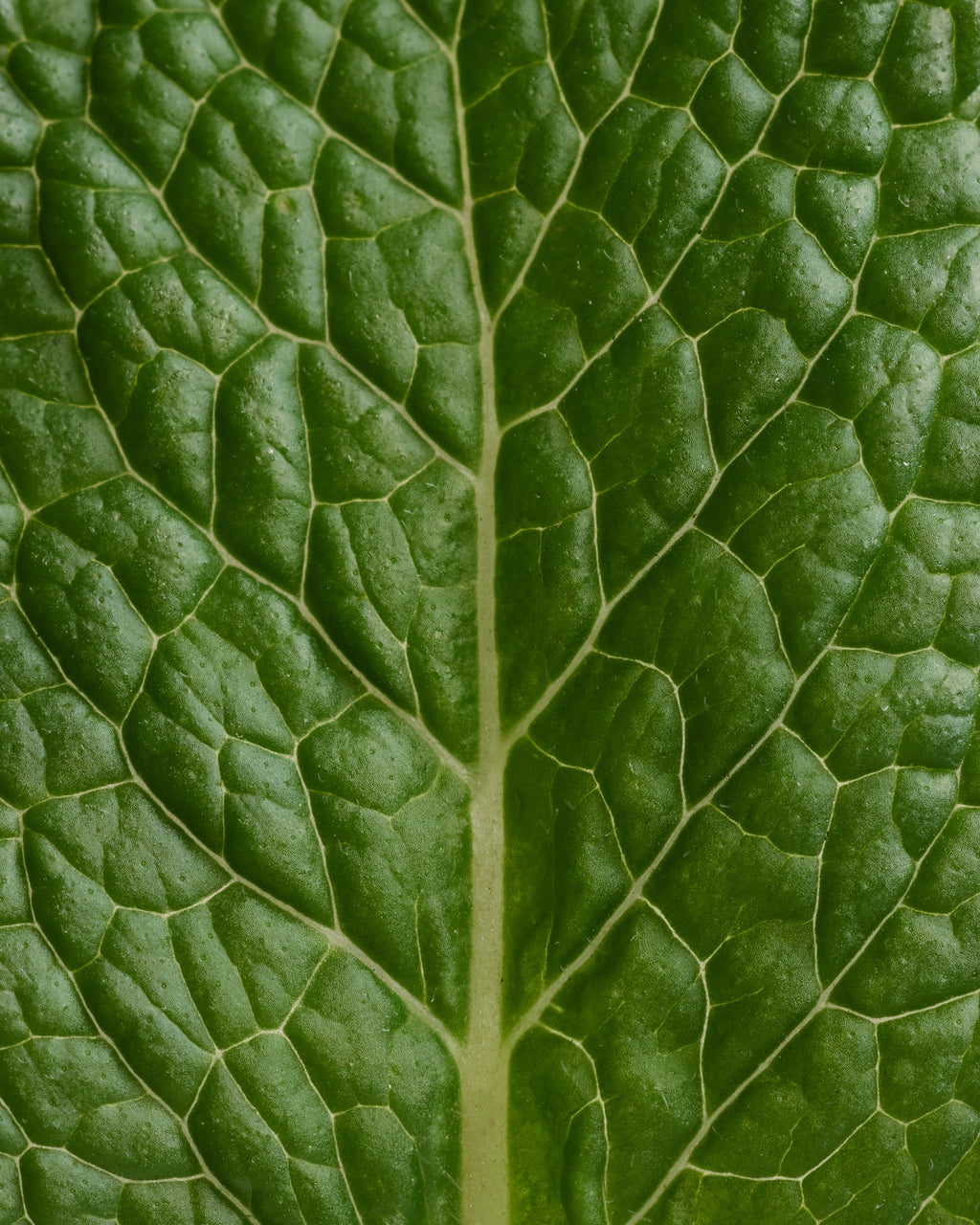 Déodorant stick Menthe Eucalyptus
