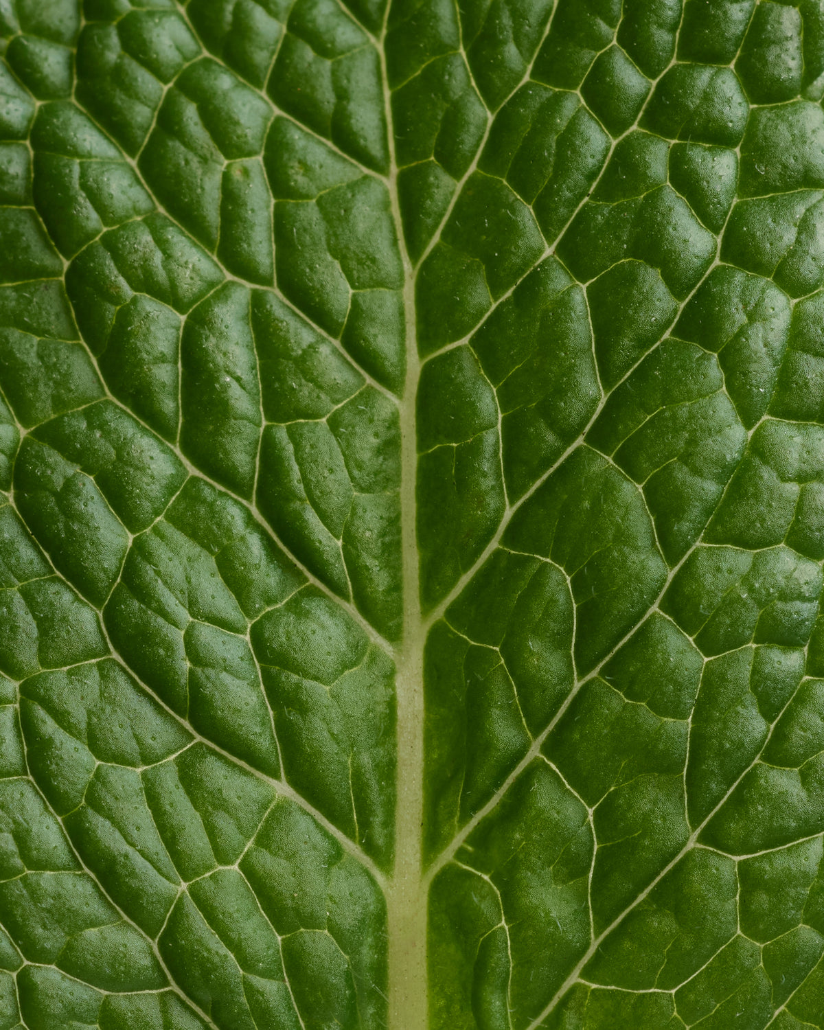 Déodorant stick Menthe Eucalyptus